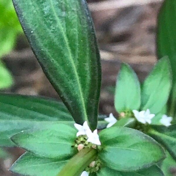 Spermacoce remota Flower