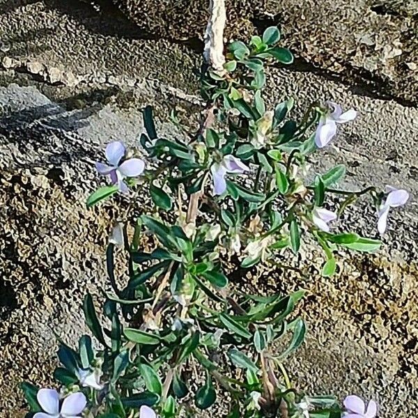 Viola arborescens ফুল