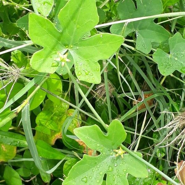 Coccinia grandis Blad