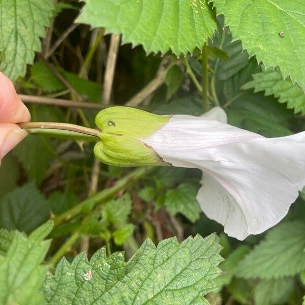 Calystegia silvatica Other