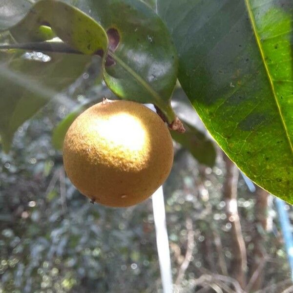 Pouteria eugeniifolia Frukt