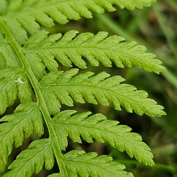 Athyrium filix-femina Blad