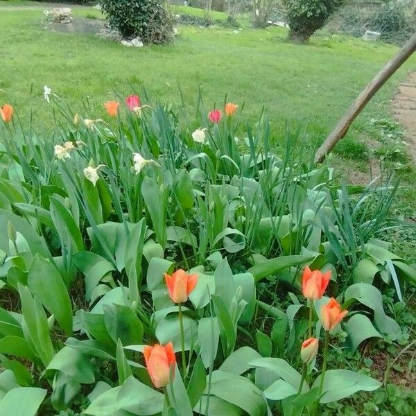 Tulipa agenensis Агульны выгляд