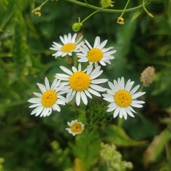 Anthemis cotula Flor