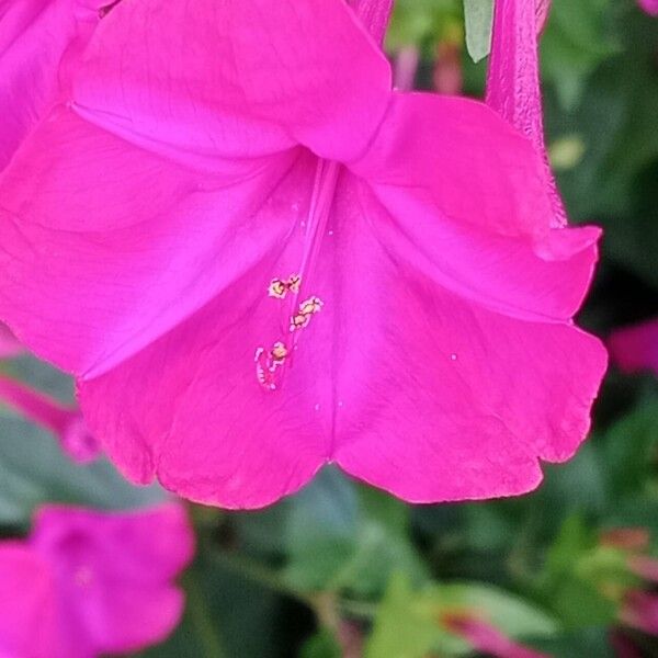 Mirabilis jalapa Blomma