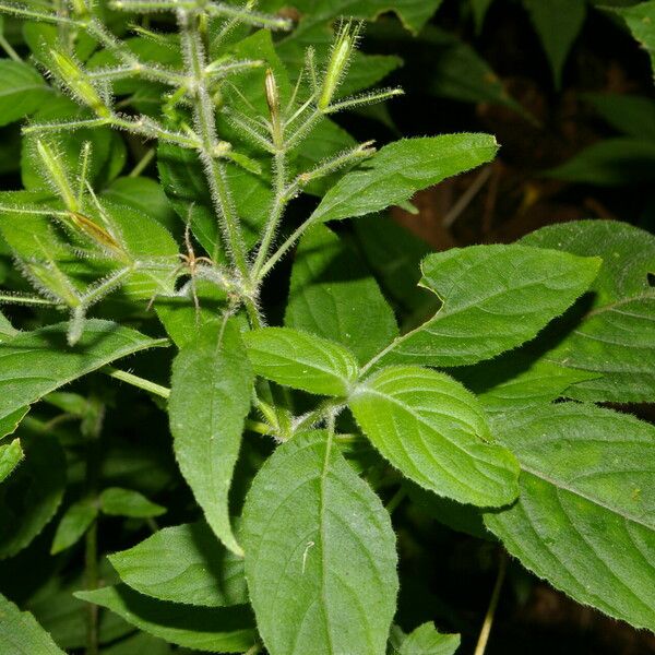 Ruellia ochroleuca Leaf