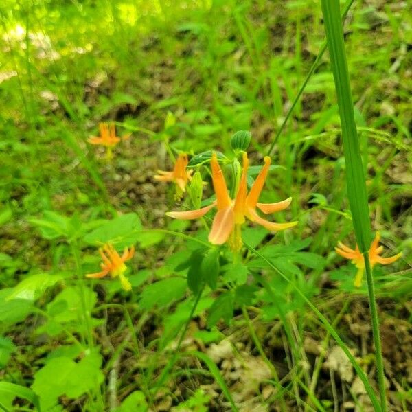 Aquilegia formosa Lorea