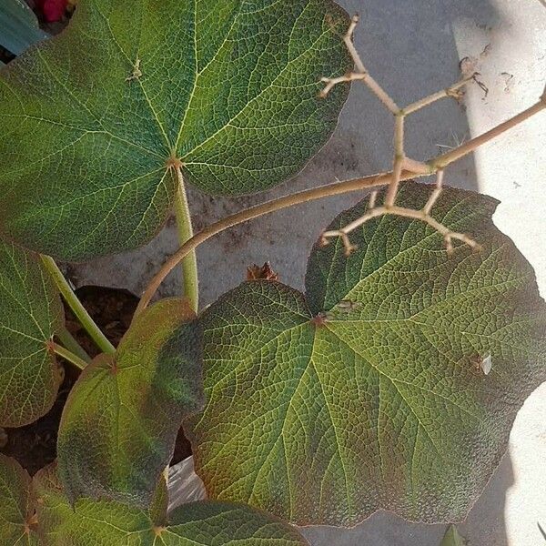 Begonia masoniana Deilen