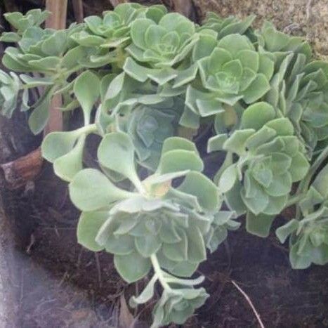 Aeonium goochiae Habitat