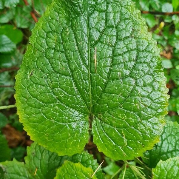 Lunaria rediviva Folha