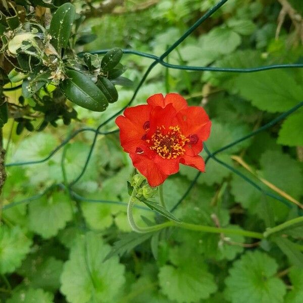 Geum coccineum 花