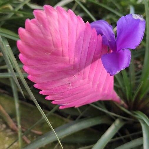 Tillandsia guatemalensis Bloem