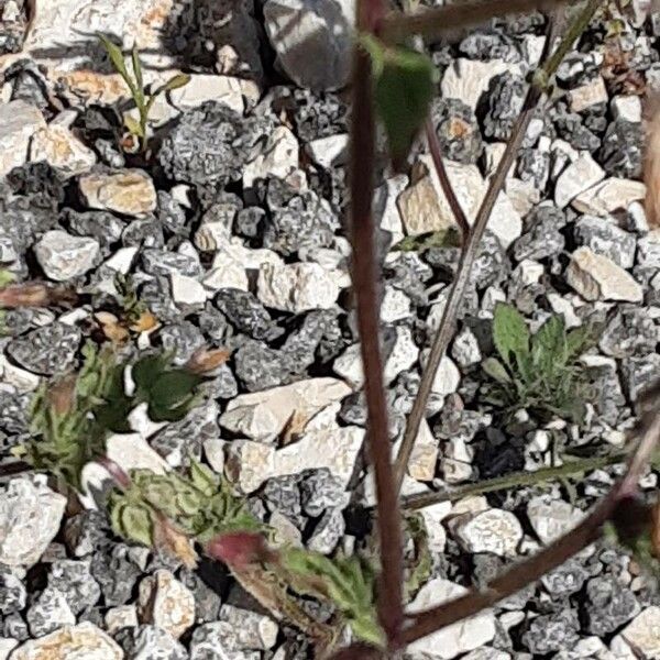 Trifolium cherleri Bark