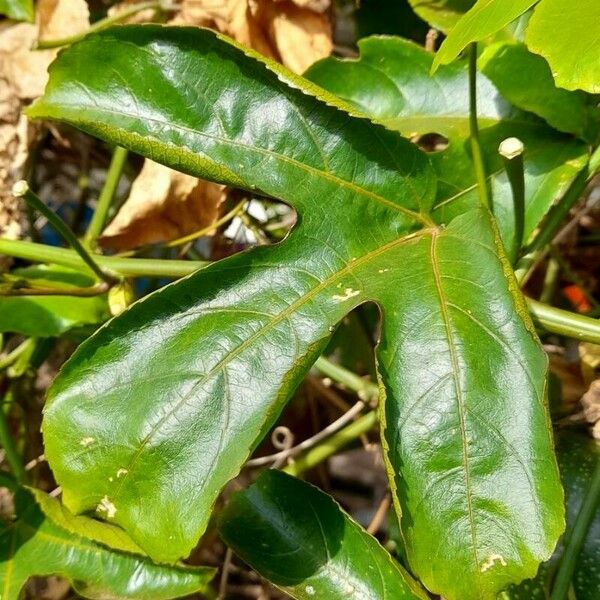 Passiflora edulis Leaf