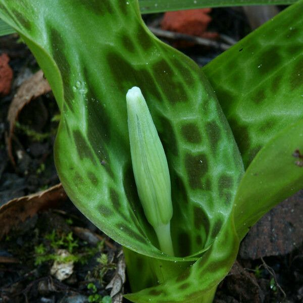 Erythronium revolutum Hábito