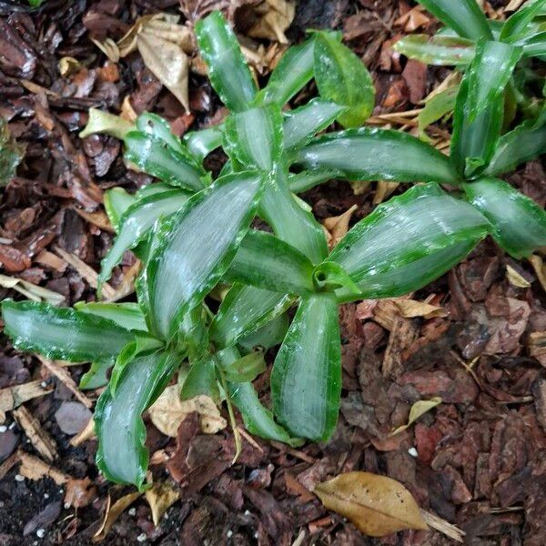 Murdannia loriformis List