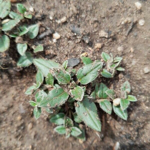 Helianthemum cinereum Blatt