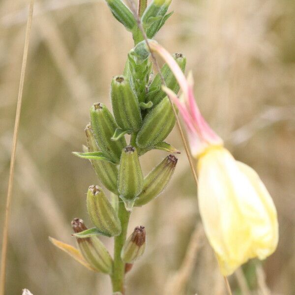 Oenothera × fallax Blomst