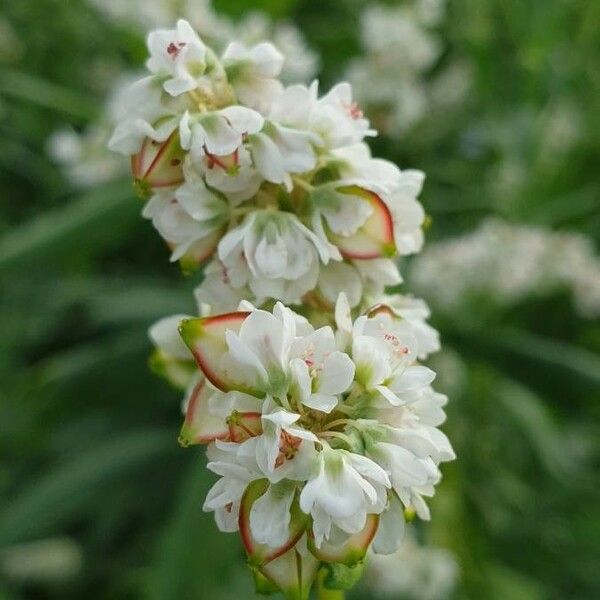 Fagopyrum esculentum Fleur