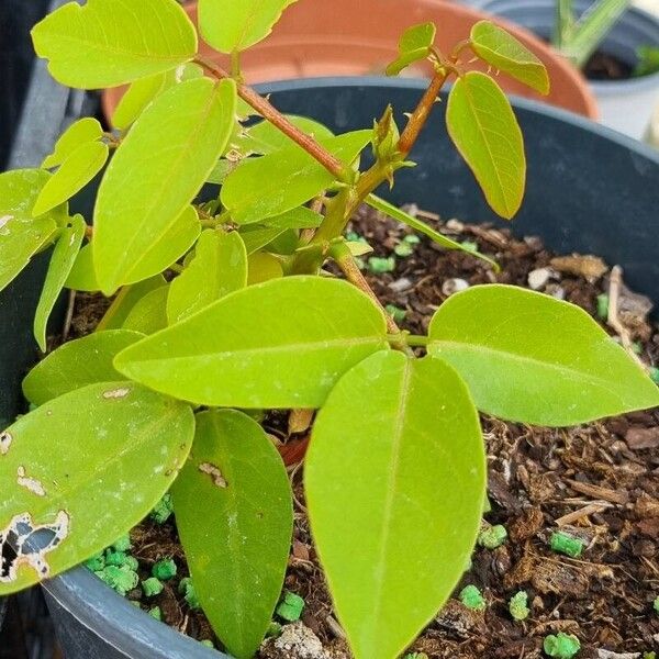 Erythrina crista-galli Hoja
