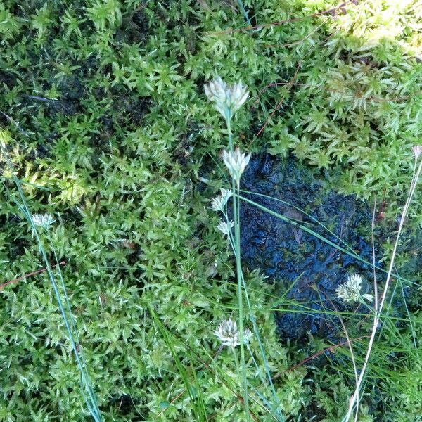 Rhynchospora alba Flower