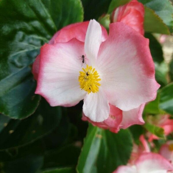 Begonia minor Lorea