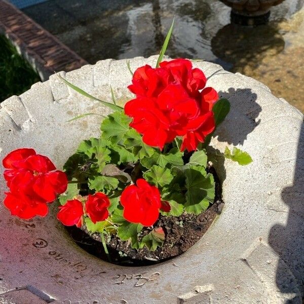 Pelargonium inquinans Virág