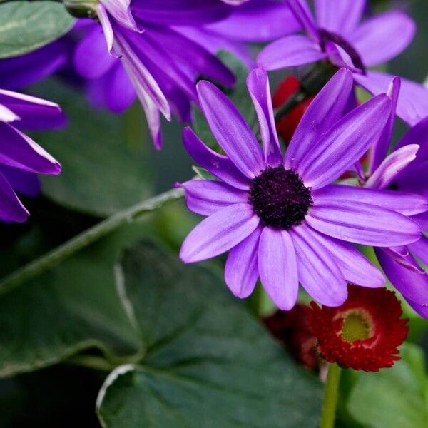 Pericallis lanata Flor