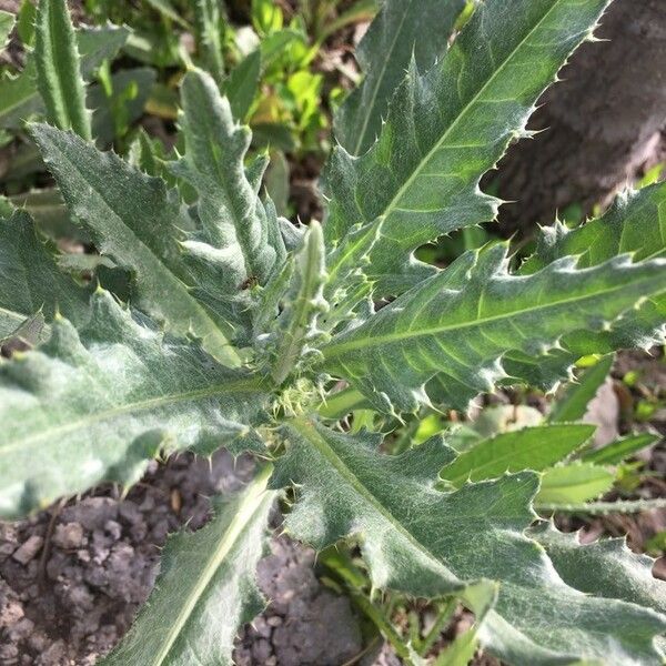 Cirsium undulatum Folha