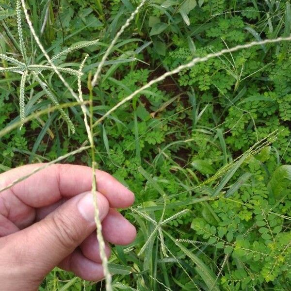 Digitaria ciliaris Virág