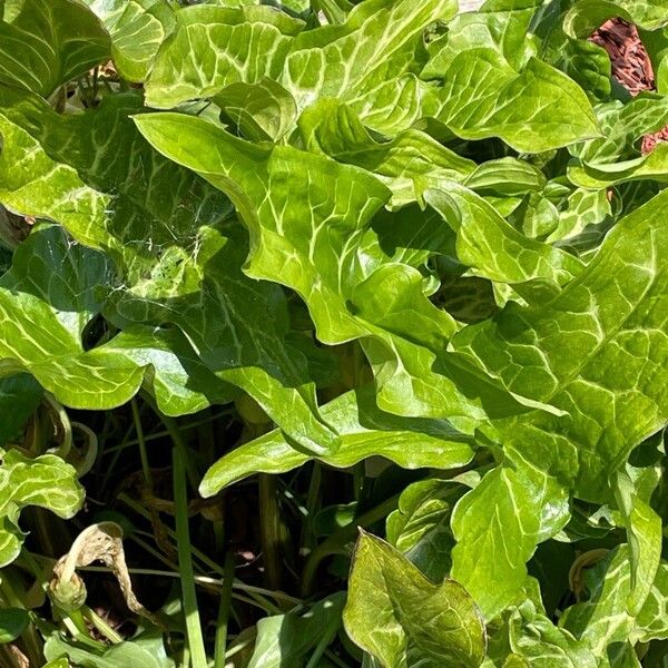 Arum italicum Folha