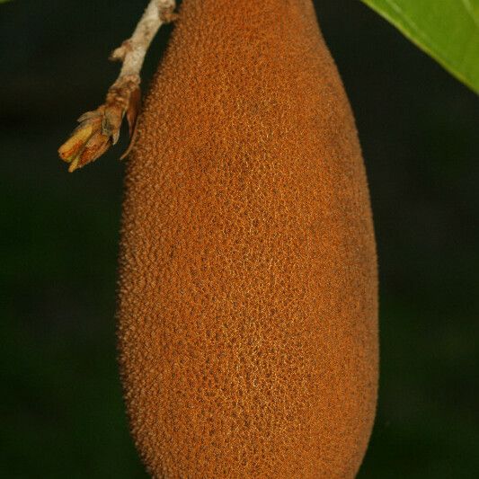 Theobroma grandiflorum Fruit