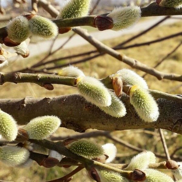 Salix caprea Flors