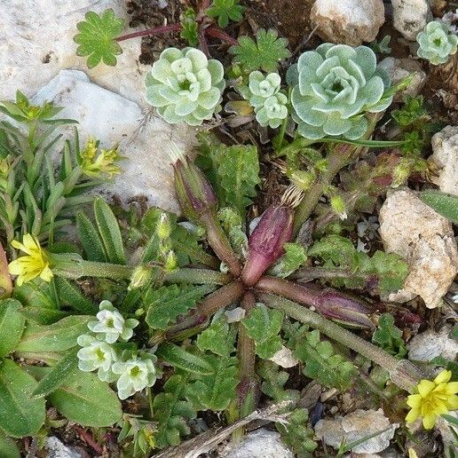 Hyoseris scabra Buveinė