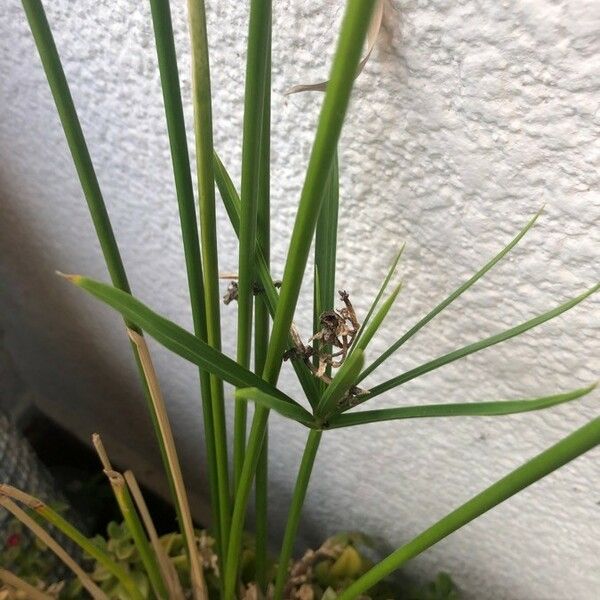 Cyperus alternifolius Кора