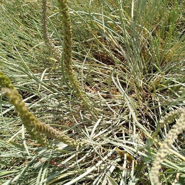 Triglochin maritima Fleur