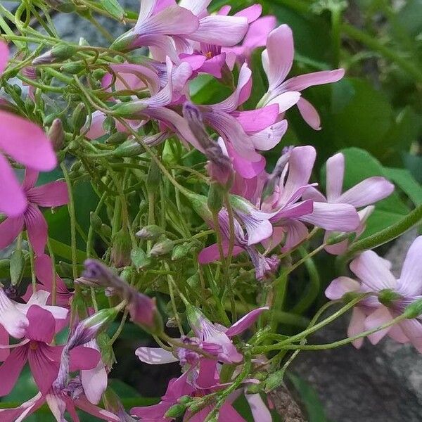 Oxalis articulata 花