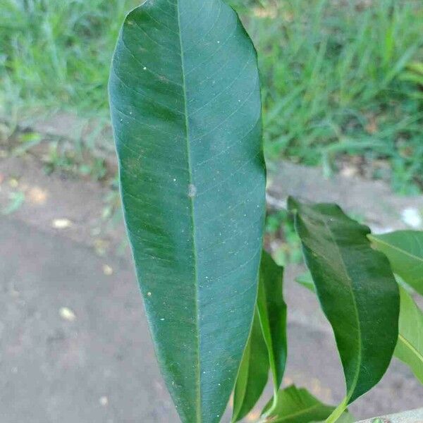 Chrysophyllum gonocarpum Leaf