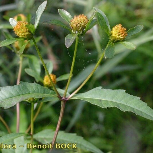 Bidens connata 其他