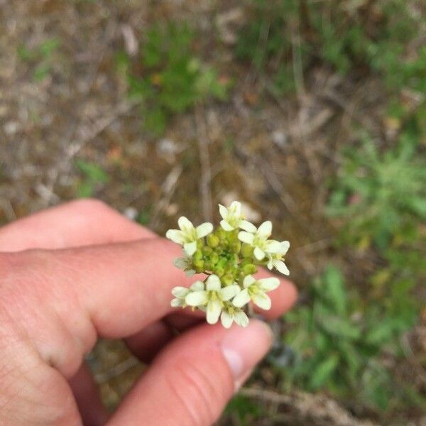 Turritis glabra Blomst