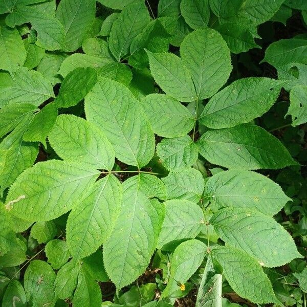 Aralia nudicaulis Blad