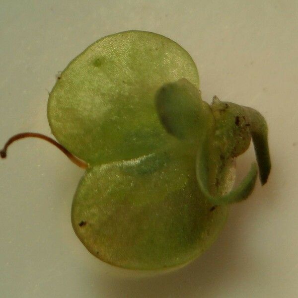 Veronica scutellata Fruit