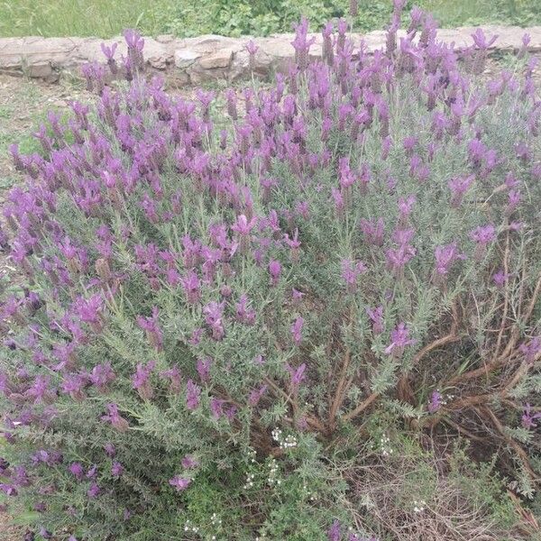 Lavandula stoechas Агульны выгляд