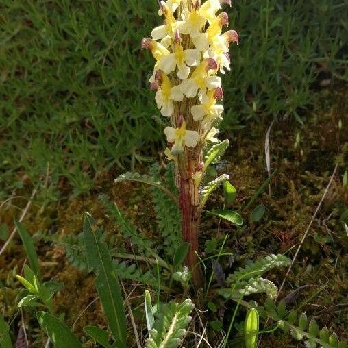 Pedicularis oederi Kwiat