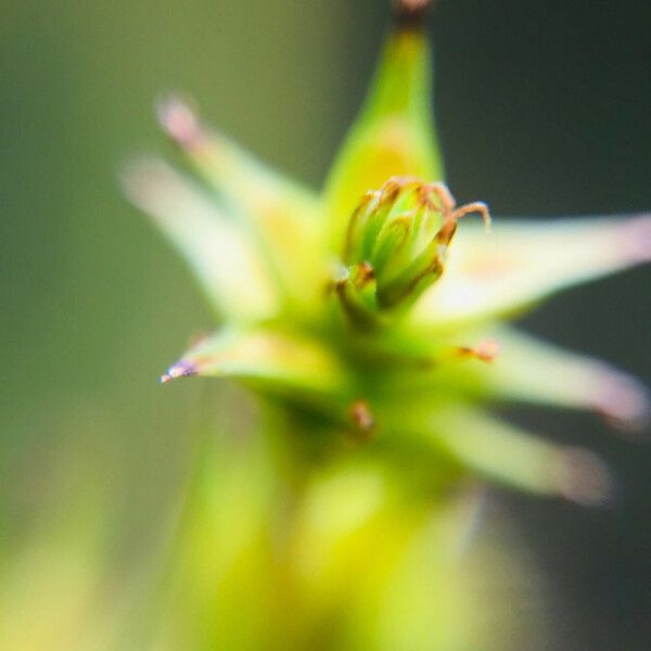 Carex echinata Blomma