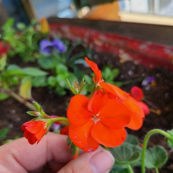 Pelargonium × hybridum Blomst