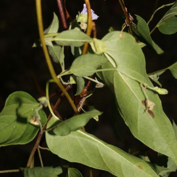 Jacquemontia pentanthos Лист