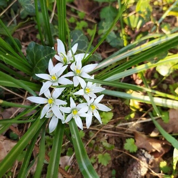 Ornithogalum divergens Λουλούδι