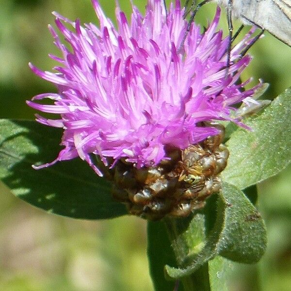 Onopordum tauricum Fleur