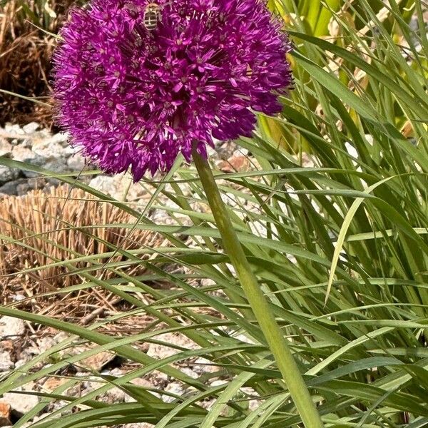 Allium pyrenaicum Квітка
